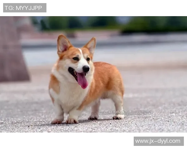 足球明星卡种类全解析从基础到珍藏的全面指南